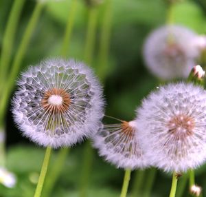 Close-up of dandelion