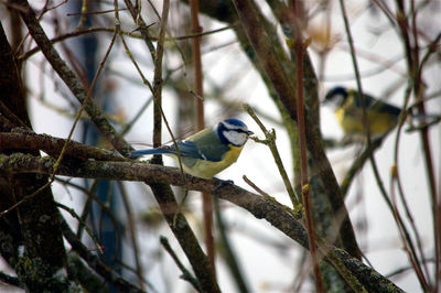 Close-up of bird perching on bare tree