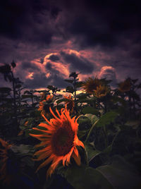 Close-up of yellow flower against sky at sunset