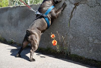 Low angle view of french bulldog climbing a wall