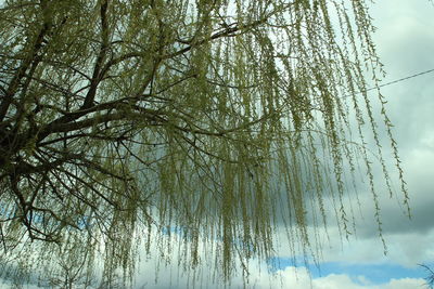 Low angle view of trees against sky
