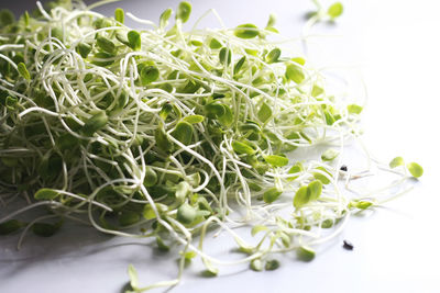 Close-up of fresh white flowers on table