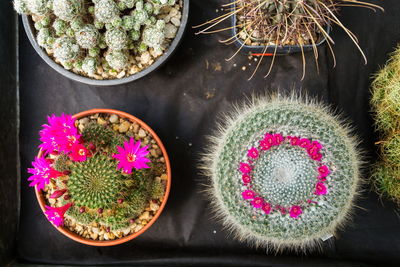 Directly above shot of potted cactus plant