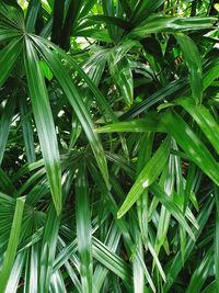 High angle view of bamboo plant