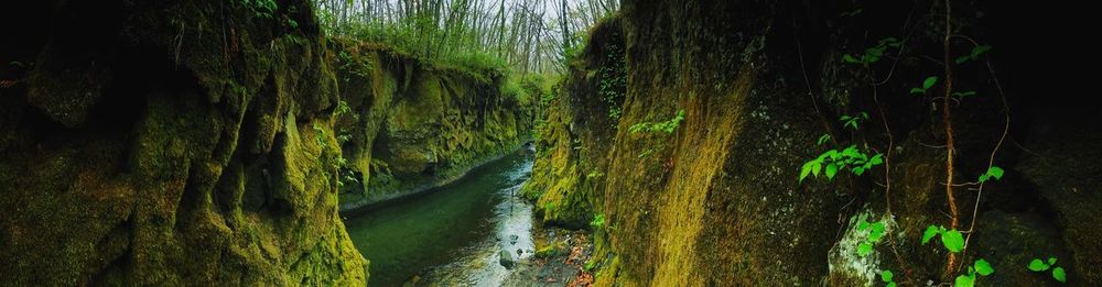 Scenic view of waterfall in forest