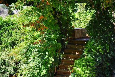 Plants and trees in park