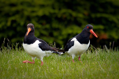 Ducks on a field