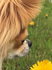 Close-up of dog on field