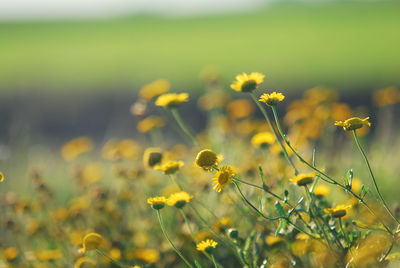 Close-up of yellow flowering plants on field