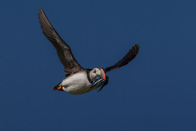 Low angle view of puffin carrying fish while flying in clear sky