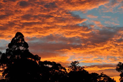 Low angle view of silhouette trees against dramatic sky