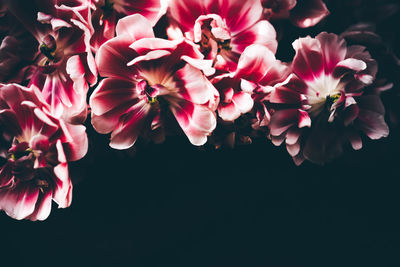 Close-up of pink flowers