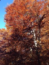 Low angle view of trees against sky