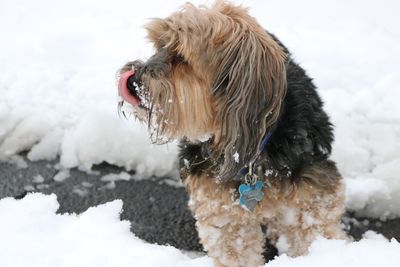 Close-up of dog during winter