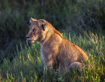 Side view of an animal on grass