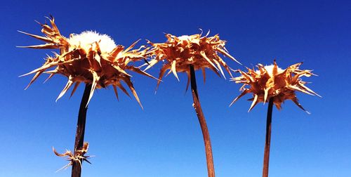 Low angle view of flowers against clear blue sky
