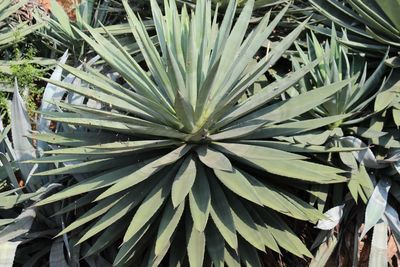 High angle view of succulent plant