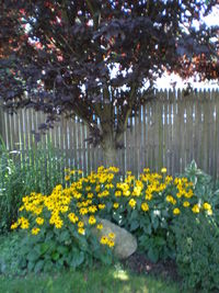 Close-up of yellow flowers
