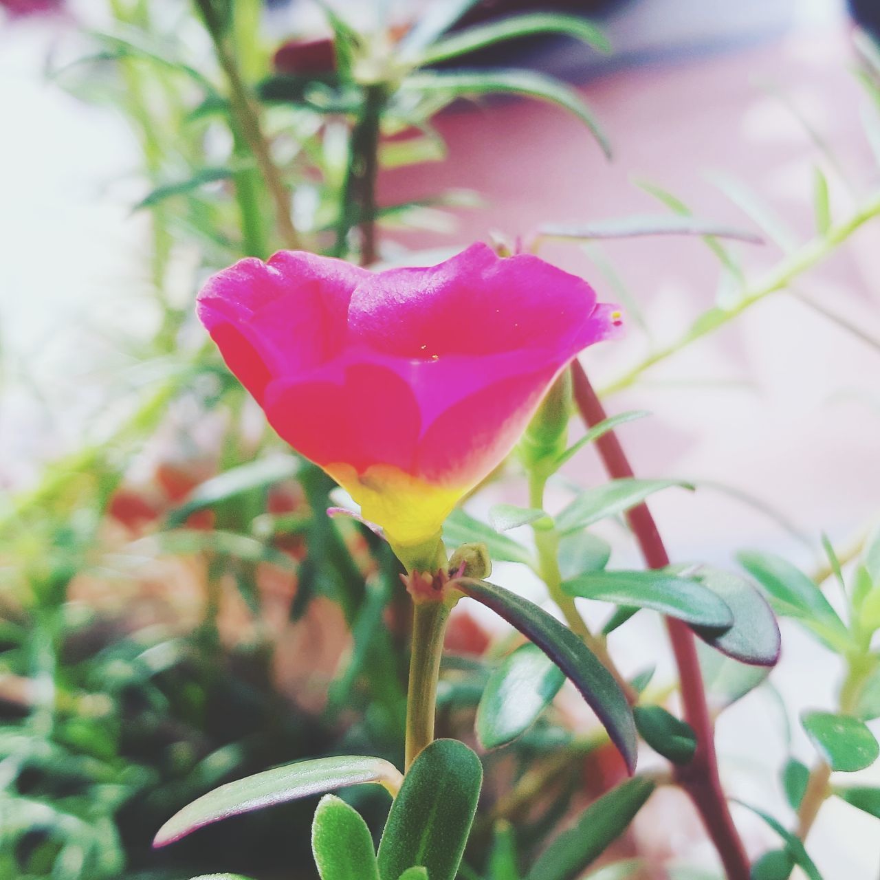 CLOSE-UP OF PINK ROSE PLANT