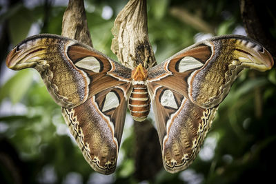 Close-up of butterfly on flower