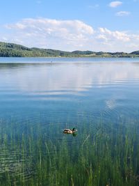 Lake laach - eifel - germany 