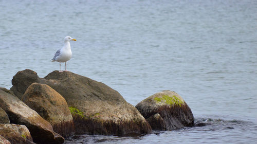 Seagull perching on rock by sea