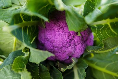 Close-up of green leaves around purple cauliflower 