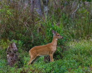Side view of deer standing in field