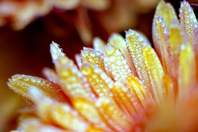 Close-up of water drops on yellow flower