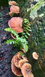 Close-up of mushrooms growing outdoors