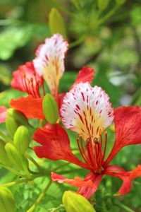 Close-up of red flowering plant