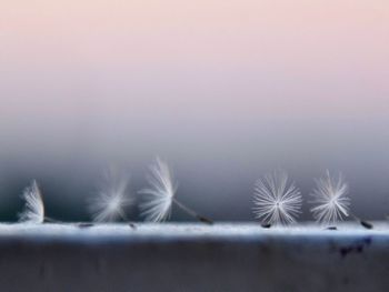 Dandelion flakes