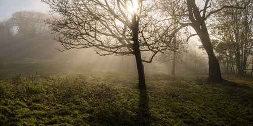 Sunlight streaming through trees on field