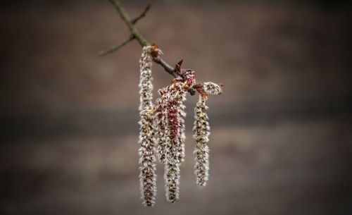 Close-up of flower