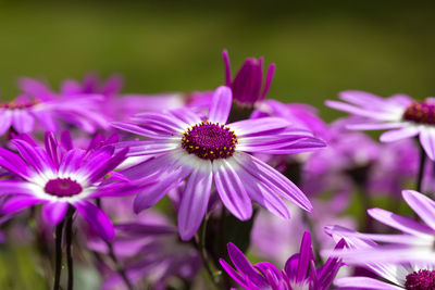 Close-up of pink flower