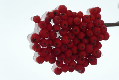 Close-up of cherries against white background