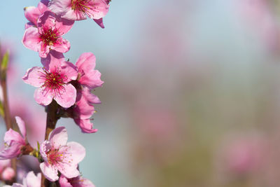 Close-up of pink cherry blossom