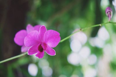 Close-up of pink flower blooming outdoors