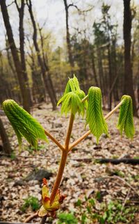 Close-up of fresh green plant in forest