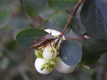 Close-up of berries on plant
