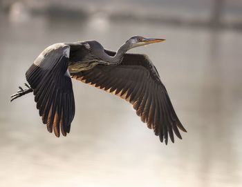 Close-up of gray heron flying