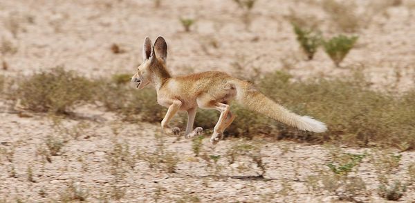 Fox running on land