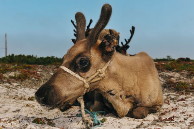 Donkey standing on field