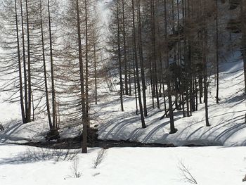 Trees on snow covered land