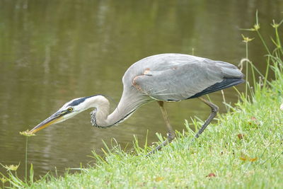 Heron in a lake