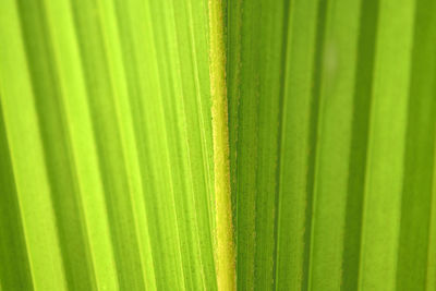 Full frame shot of palm leaves