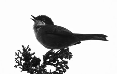 Low angle view of birds perching on tree