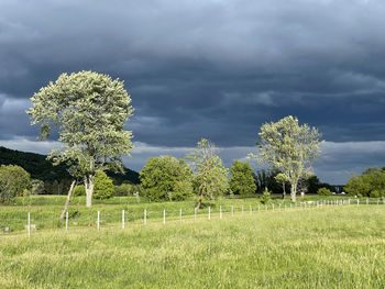 Trees on field against sky