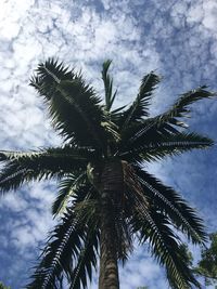 Low angle view of coconut palm tree against sky