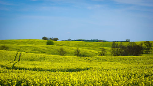 Scenic view of agricultural field against sky